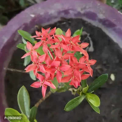 Corofitam Trothic IxoraChethi Plant Ixora Chethi Red Plant Live Flower Disha-99984-thumb0