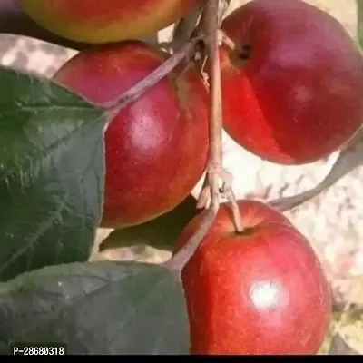 Ber Apple Plant