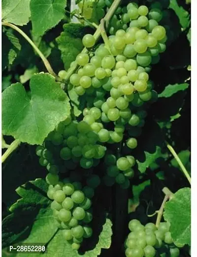 Corofitam Grapes Plant ASD-PLS-543 9-thumb0