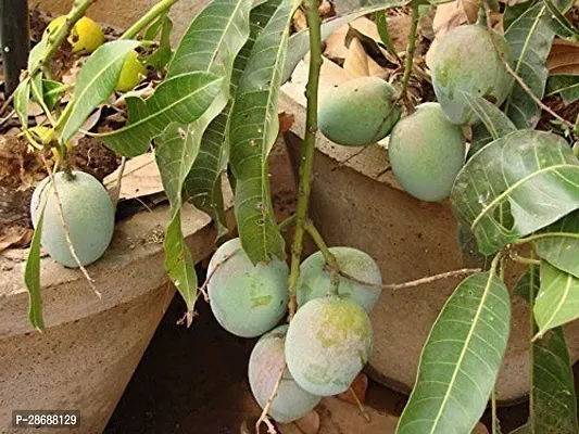 Corofitam Mango Plant Himsagar Live Grafted Mango Plant Him03