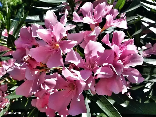 Corofitam Oleander Plant Oleander PlantKarabi plant Nerium Oleander-thumb2