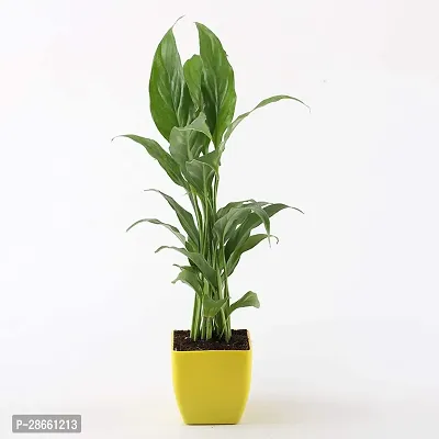 Corofitam Lily Plant TIGmlily25-thumb0