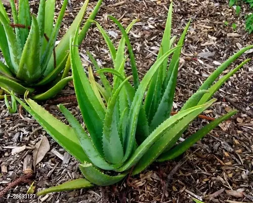 Corofitam Aloe Vera Plant Alovera Plant-A12-thumb0