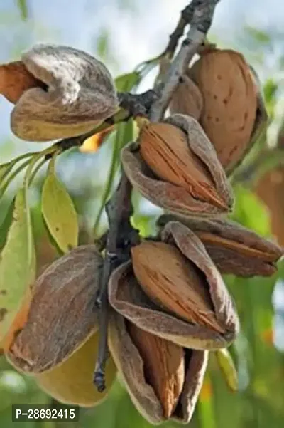 Corofitam Almond Plant Rare Hybrid Almond Fruit Plant A14-thumb0