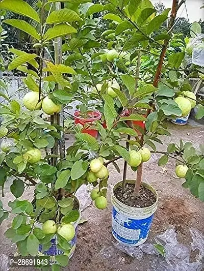 Corofitam Guava Plant GUAVA PLANT AAHH78-thumb2