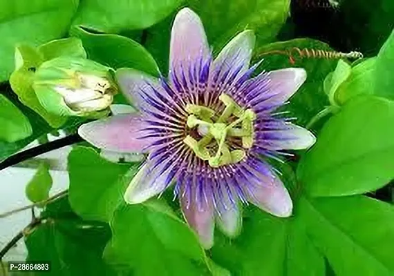 Corofitam Passion Plant PASSION FLOWER TF-thumb0