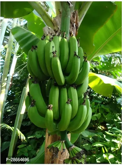 Corofitam Banana Plant Gardens Fruit Live Plant - Rare Kerala NentranEtha Vazha Variety Banana Plant (1 Plant)-thumb0