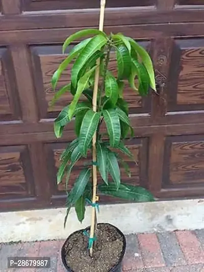 Mango Plant-thumb0