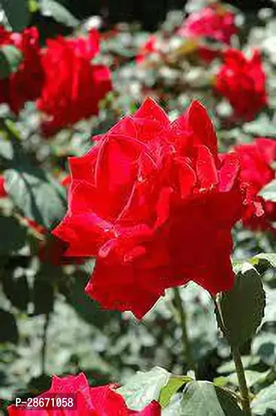 Corofitam Rose Plant Rosa Chrysler Imperial Rose Plant-thumb0