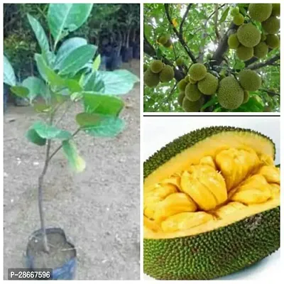 Corofitam Jack Fruit Plant Jack Fruit DwarfRed Bartlett Sweet Jackfruit Variety Grafted All Round Garden Plant(1 Healthy Live Plant)-thumb0