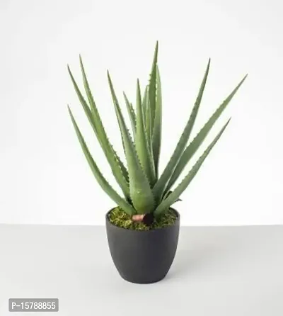 Corofitam_Aloe Vera Plant_One Healthy Plant In a Plastic Bag_YPDl-S127