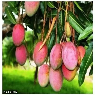 Corofitam Mango Plant Gulab Khaas Mango Hybrid Plant For Outdoor Garden