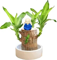 Brazilian Wood Plant,Lucky Wood Plant with Plastic Tray,Easy Care Brazilian Wood Hydroponic Plant,(without Pot)-thumb2