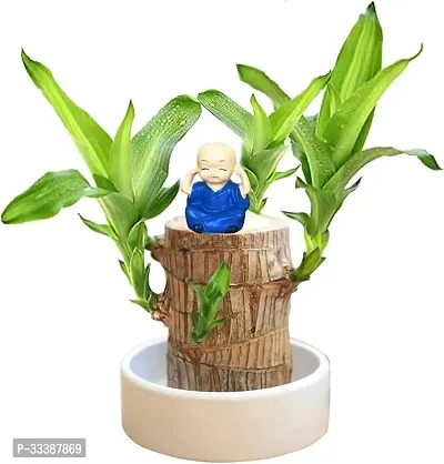 Brazilian Wood Plant,Lucky Wood Plant with Plastic Tray,Easy Care Brazilian Wood Hydroponic Plant,(without Pot)-thumb3