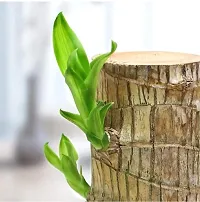 Bamboo Lucky Wood Good Luck Live Plant Lucky Brazil Wood Potted Plant Healthy Indoor Live Lucky Brazilian Wood Plant for Living Room (without Pot)-thumb1