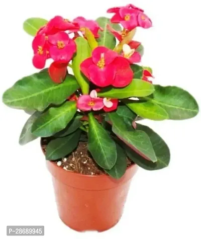 Corofitam Euphorbia Plant Euphorbia Mili (Red) Flower Plant-thumb0