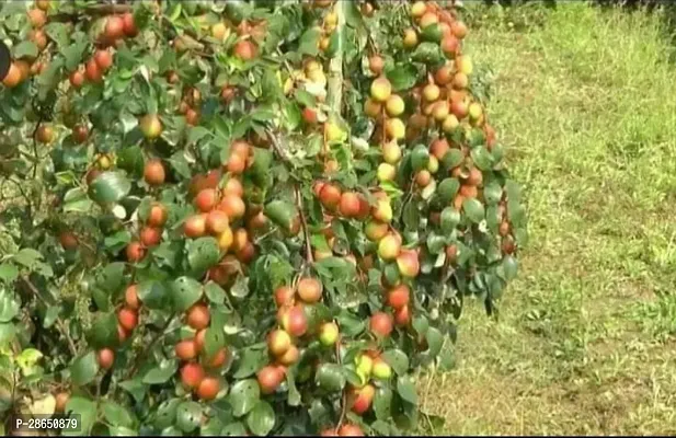 Corofitam Ber Apple Plant MissIndiaAppleBer01-thumb0