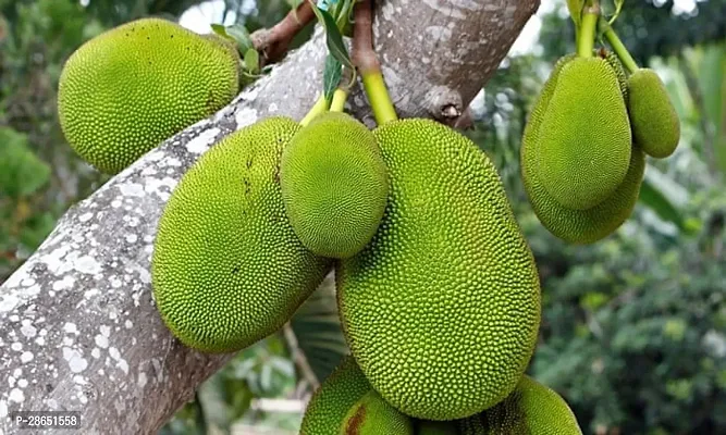 Corofitam Jackfruit Plant Green jackfruit plant-thumb0