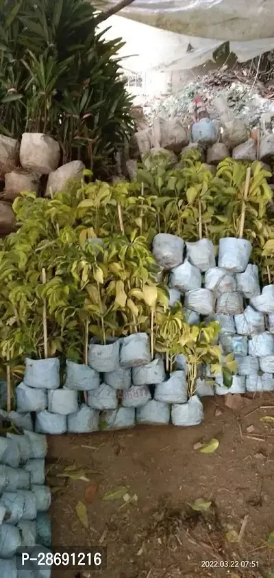 Corofitam Mango Plant Mango Plant026