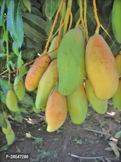 Corofitam Mango Plant Hybrid Thai Banana Shaped Mango Grafted Live Plant. Th2-thumb0