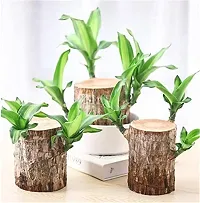 (PACK OF 1) Brazilian Lucky Bamboo Live Plant Good Luck Plant Lucky Brazil Wood Plant Healthy Indoor Feng Shui Plant (without Pot)-thumb2