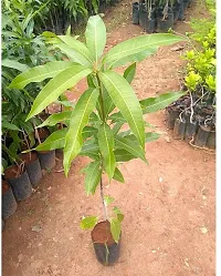 Corofitam Mango Plant SWEET MANGO PLANT-thumb1