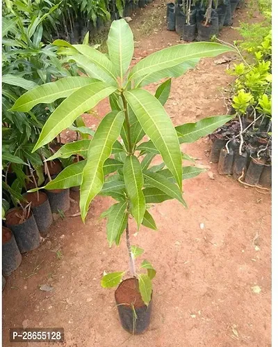 Corofitam Mango Plant SWEET MANGO PLANT-thumb2