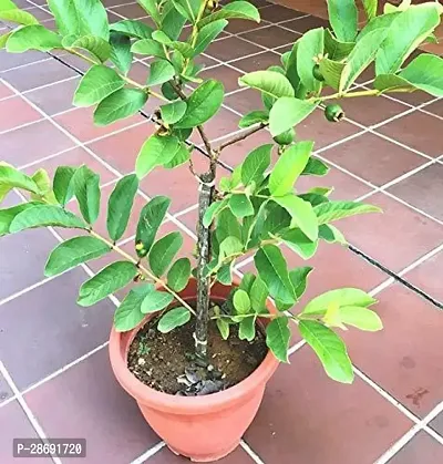 Corofitam Guava Plant Guava Plant-thumb0