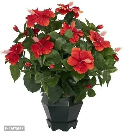 Corofitam Hibiscus Plant Live Dwarf Hibiscus Flower Plant (Red) China Rose Life Plant.-thumb0