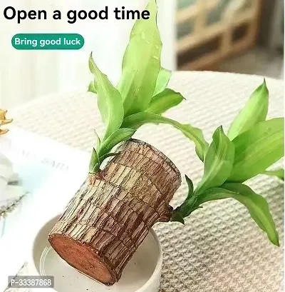 Green Lucky Brazil Wood Potted Plant Healthy Indoor Live Lucky Brazilian Wood Plant for Living Room, Feng Shui Plant (Pack of 1)(without Pot)-thumb3