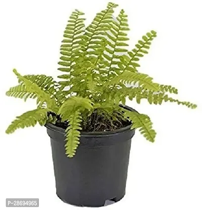 Corofitam Fern Plant Golden Fern Plant-thumb0