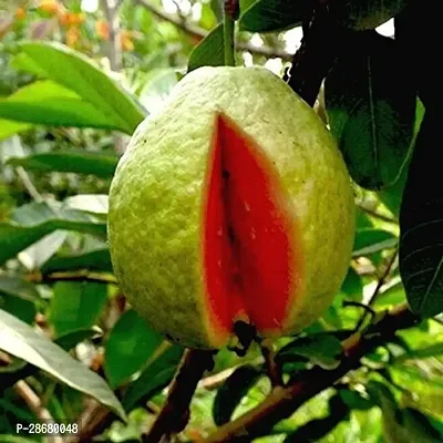 Guava Plant-thumb0