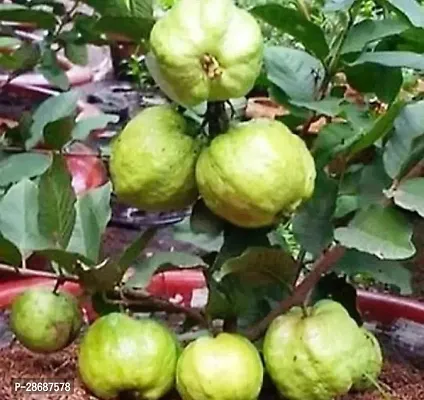 Corofitam Guava Plant Guava Plant ( Best Guava Plant 0-thumb0