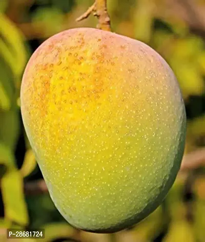 Mango Plant-thumb2