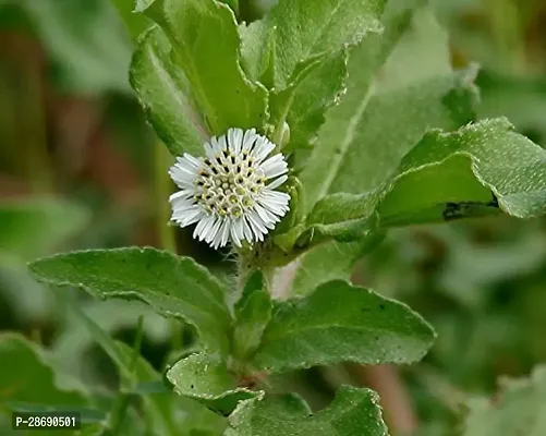 Corofitam Bhringraj Plant Bhringraj (White)Eclipta alba Medicinal Plant-thumb3