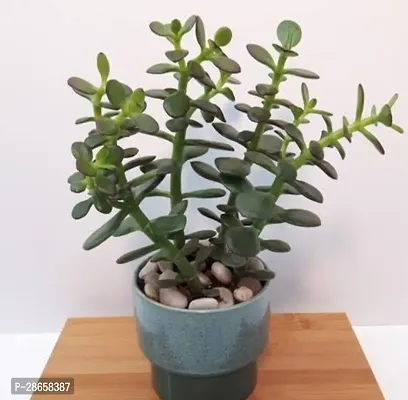 Corofitam Jade Plant Healthy Jade Plant With Pot Indoor and Outdoor