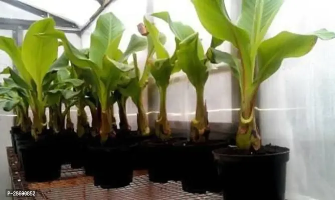 Corofitam Banana Plant banNANA234-thumb0