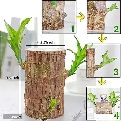 Green Lucky Brazil Wood Potted Plant, Healthy Indoor Live Lucky Brazilian Wood Plant for Living Room, Feng Shui Plant(without Pot)-thumb3