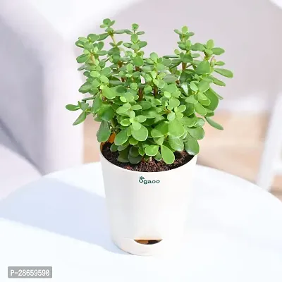 Corofitam Jade Plant JADE PLANT UIO-thumb0