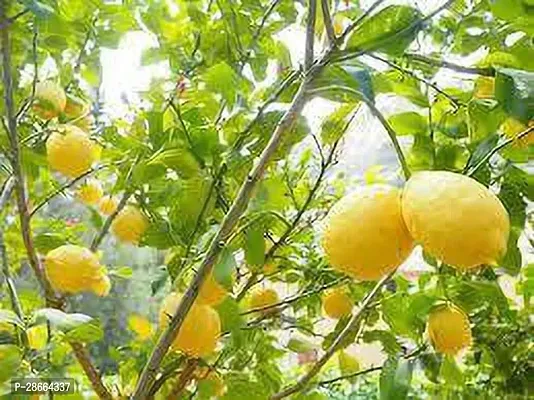 Corofitam Lemon Plant Kazi Nemu (Hybrid Pack Of 1)-thumb0