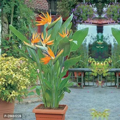 Corofitam Bird of Paradise Plant Bird of Paradise Plant V5-thumb0