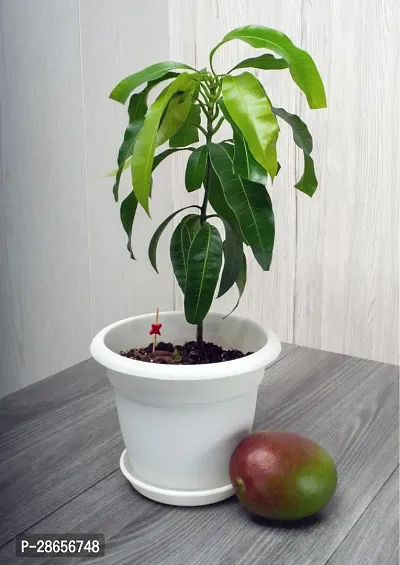 Corofitam Mango Plant NN09- Mango Plant-thumb0