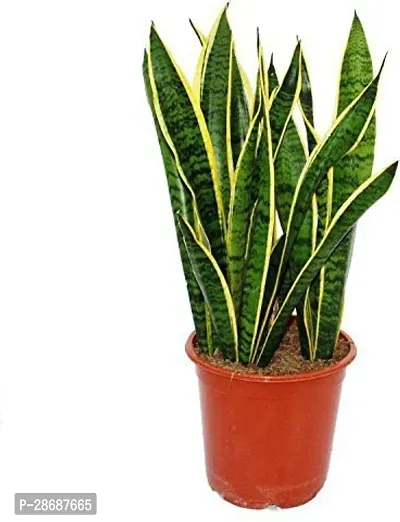 Corofitam Money Plant WoodGibbsGifts-WB-279-thumb2