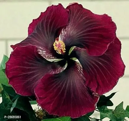 Corofitam Hibiscus Plant Hibiscus RedBlack Plant CF002-thumb0