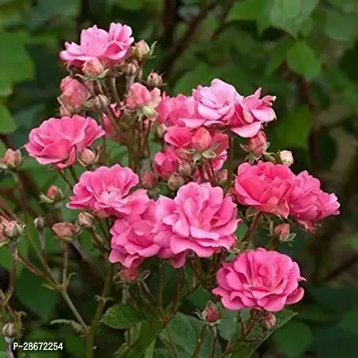 Corofitam Rose Plant Gardens Live Miniature Pink Rose Flower Plant 1 Healthy Live Plant With Plastic Bag-thumb0