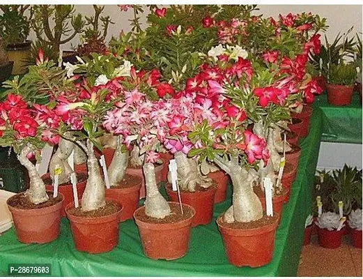 Adenium Plant-thumb3