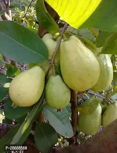 Corofitam Guava Plant Guava Plant ( Nicaragcea Guava Plant )-thumb0