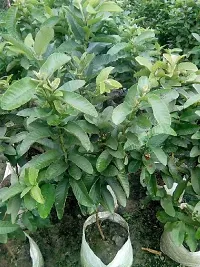 Corofitam Guava Plant GuavaAmrud Sardar L49 Fruit Plant With Pot - Healthy Live Plant Outdoor Plant-thumb1