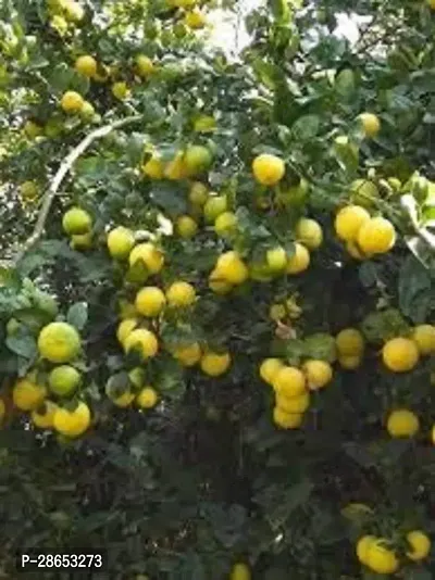 Corofitam Lemon Plant Live Plant Lemon Sutaible For Bonsai Balcony Garden Plant (1 Healthy Live Plant)