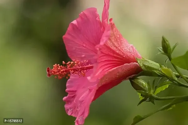 Corofitam_Hibiscus Plant_One Healthy Plant In a Plastic Bag_YPDl-S315